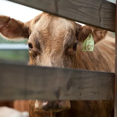 thumbnail for publication: Economic Evaluation of Dairy Cow Stocking Density